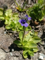 Veronica bellidioides