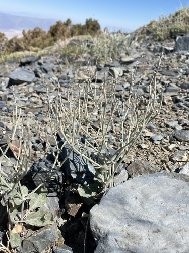 Image of Eriogonum panamintense by (c) Matt Berger, some rights reserved (CC BY)