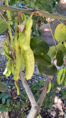 Magnoliopsida