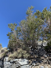 Acer glabrum diffusum