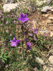 Campanula sibirica taurica