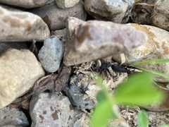 Epicauta atrata