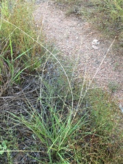 Schedonnardus paniculatus