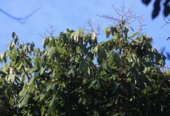 Dimocarpus longan