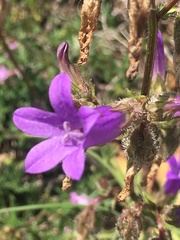 Campanula sibirica taurica
