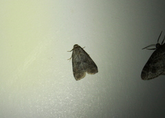 Hyperstrotia pervertens