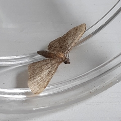 Eupithecia haworthiata