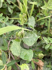 Epicauta atrata