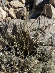 Astragalus casei