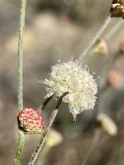 Eriogonum mensicola
