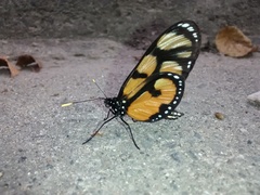 Thyridia psidii aedesia