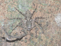 Phaeacius fimbriatus