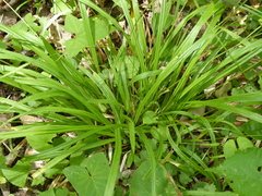 Carex leptonervia