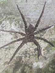 Heteropoda tetrica