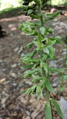 Epipactis krymmontana