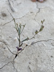 Sairocarpus kingii