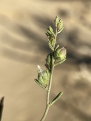 Sairocarpus kingii