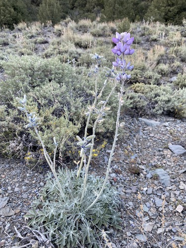 Image of Lupinus magnificus by (c) Matt Berger, some rights reserved (CC BY)