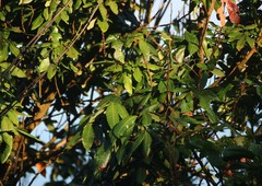 Dimocarpus longan