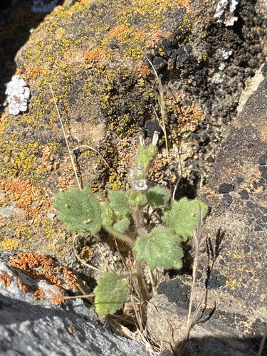 Image of Phacelia mustelina by (c) Matt Berger, some rights reserved (CC BY)