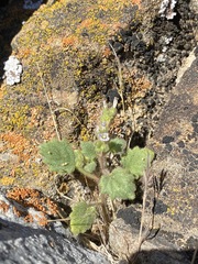 Phacelia mustelina