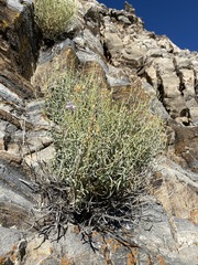 Penstemon fruticiformis