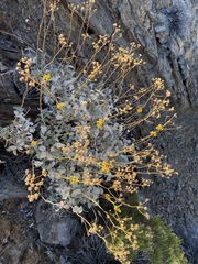 Bahiopsis reticulata