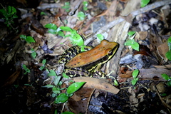 Hydrophylax bahuvistara