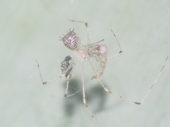 Meotipa spiniventris