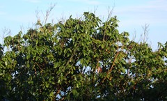 Dimocarpus longan