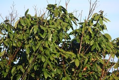 Dimocarpus longan