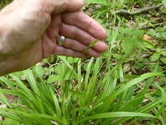 Carex leptonervia