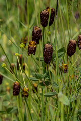 Trifolium spadiceum