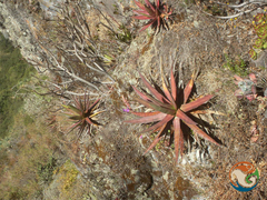 Agave angustiarum