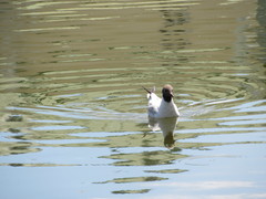 Chroicocephalus ridibundus