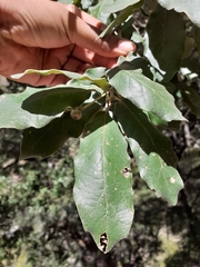Quercus polymorpha