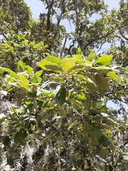 Quercus polymorpha
