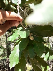 Quercus polymorpha