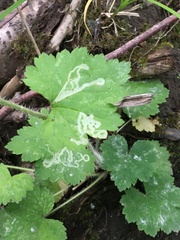Phytomyza tiarellae