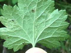 Phytomyza tiarellae