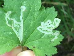 Phytomyza tiarellae