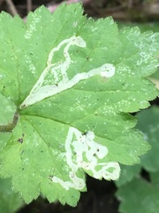 Phytomyza tiarellae