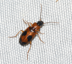 Badister neopulchellus