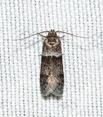 Blastobasis pulchella