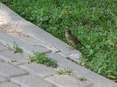 Passer domesticus