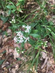 Sericocarpus asteroides