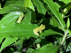 Hyla chinensis