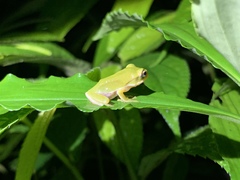 Hyla chinensis