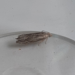 Eucosma cana
