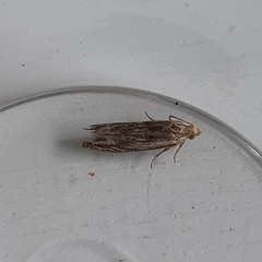 Eucosma cana